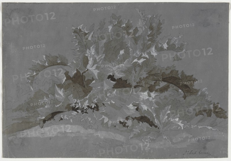 Study of Weeds, 1800-1850. Creator: Jean Antoine Linck (Swiss, 1766-1843).