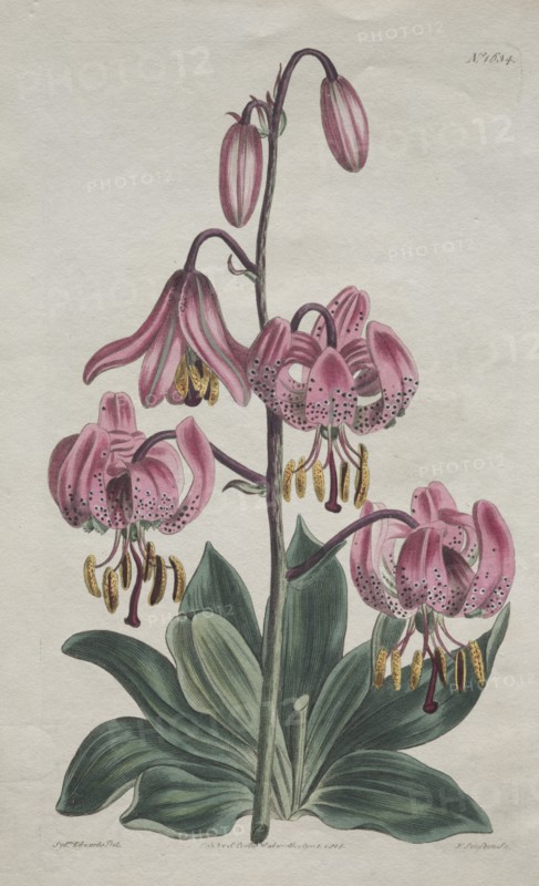 The Botanical Magazine or Flower Garden Displayed... Turk's Cap Lily, 1814. Creator: S. Curtis (British).