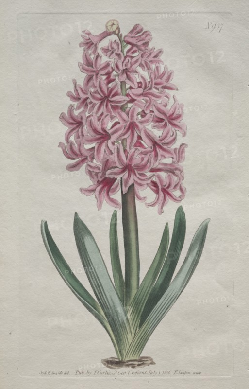 The Botanical Magazine or Flower Garden Displayed: Garden Hyacinth, 1806. Creator: Thomas Curtis (British, 1846-1920).