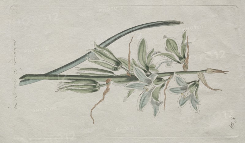 The Botanical Magazine or Flower Garden Displayed: Star of Bethlehem, 1794. Creator: William Curtis (British, 1746-1799).