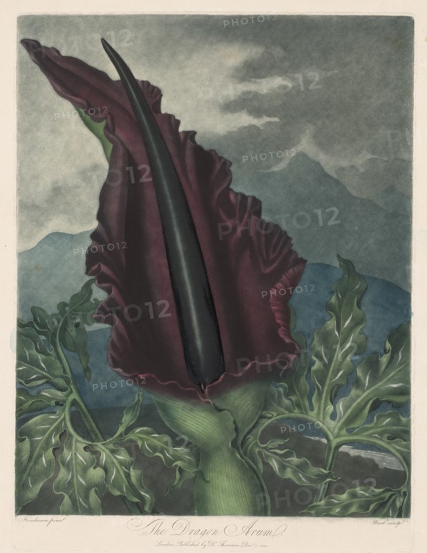 The Dragon Arum, Black Calla or Solomon's Lily, 1799-1807. Creator: Robert John Thornton (British, 1768-1837); William Ward (British, 1776-1826).