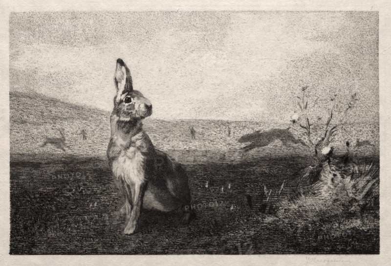 The Hare (after A. de Balleroy), 1865. Creator: Félix Bracquemond (French, 1833-1914).
