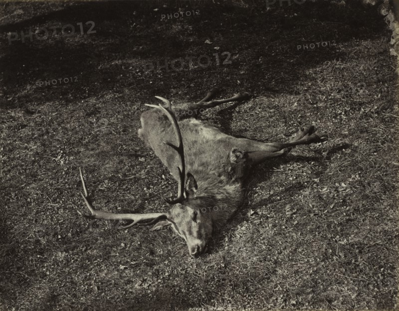 The Royal Stag, c. 1870. Creator: James Valentine (British, 1815-1880).