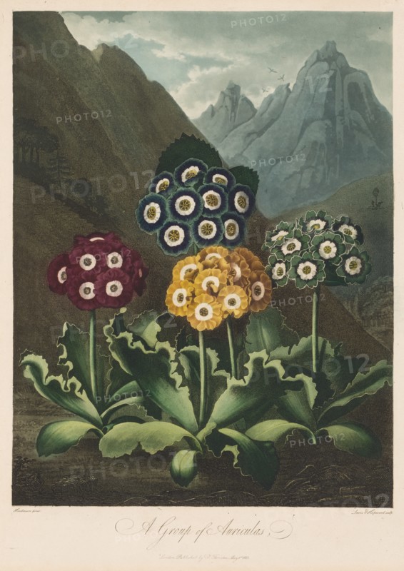 The Temple of Flora, or Garden of Nature: A Group of Auriculas, 1803. Creator: Robert John Thornton (British, 1768-1837).