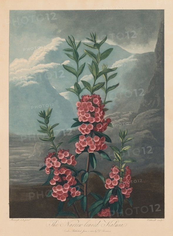 The Temple of Flora, or Garden of Nature: The Narrow-leaved Kalmia, Mountain Laurel, 1804. Creator: Robert John Thornton (British, 1768-1837).