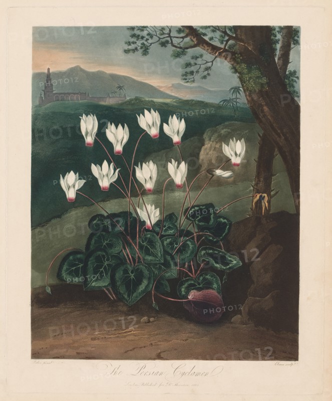The Temple of Flora, or Garden of Nature: The Persian Cyclamen, 1799-1807. Creator: Robert John Thornton (British, 1768-1837).