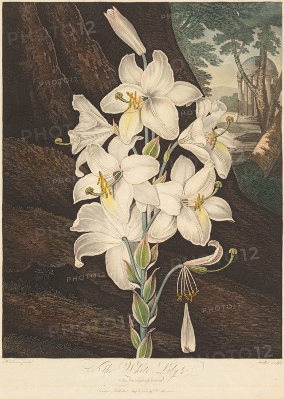 The Temple of Flora; or Garden of Nature: White Lily with Variegated Leaves..., 1800. Creator: Joseph Constantine Stadler (German); Robert John Thornton (British, 1768-1837).