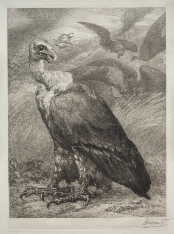 The Vulture, 1904. Creator: Félix Bracquemond (French, 1833-1914); Emil Dolot (Société des amis de l'estampes français).