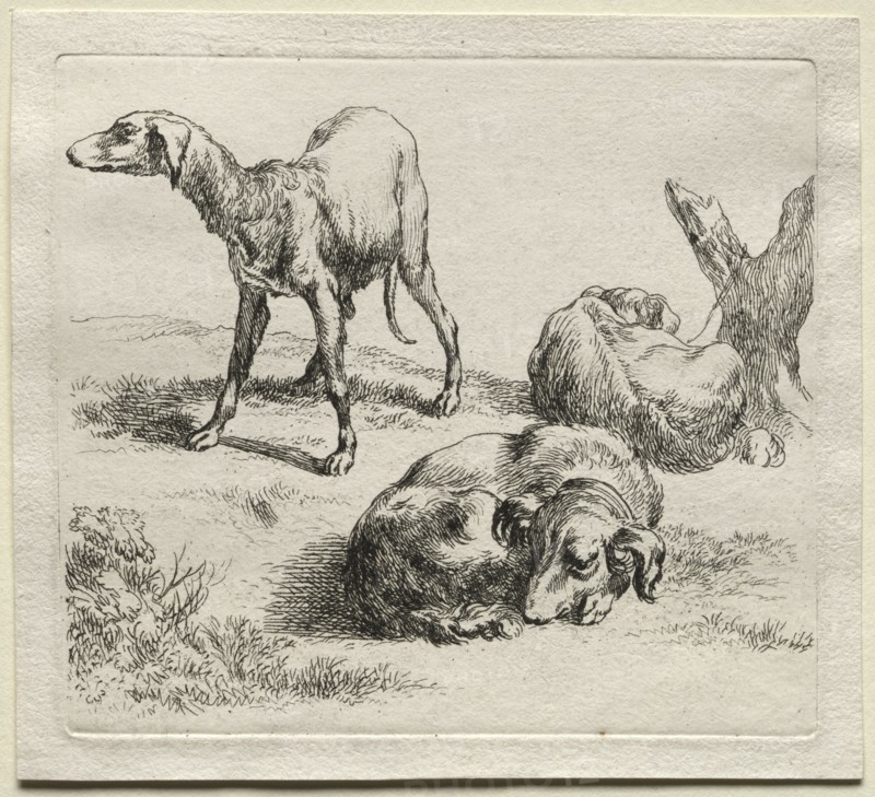 Three Hunting Dogs. Creator: Nicolaes Berchem (Dutch, 1620-1683).