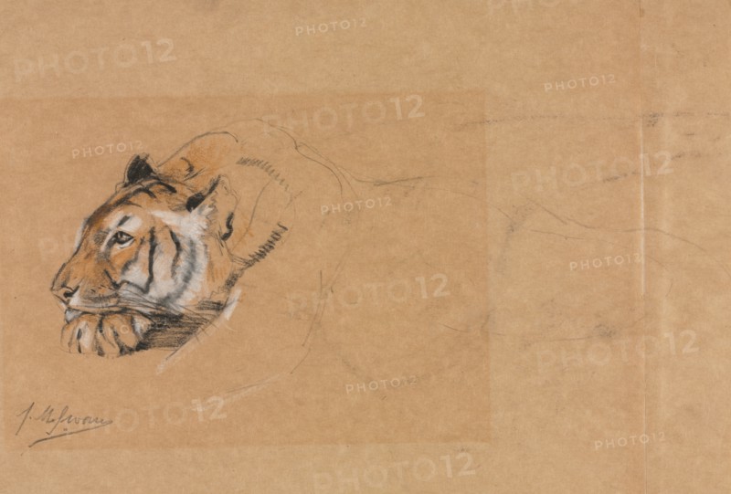 Tiger. Creator: John Macallan Swan (British, 1847-1910).