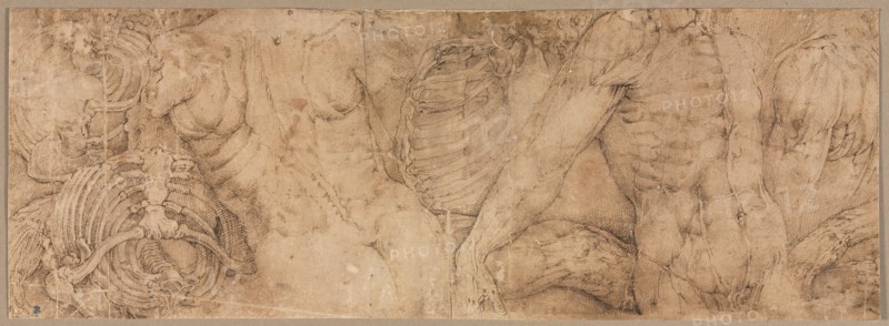 Torsos with Rib Cages, early 1540s. Creator: Battista Franco (Italian, c. 1510-1561).