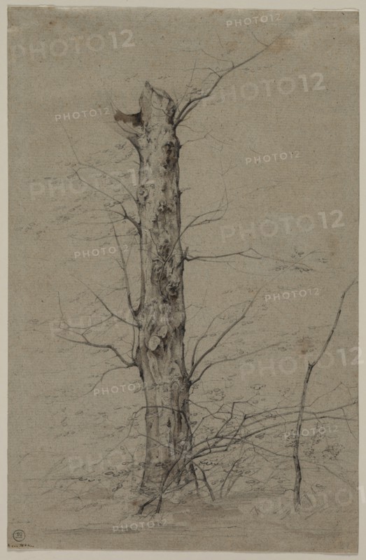 Tree, c. 1835-45. Creator: Ludwig Ferdinand Schnorr von Carolsfeld (German, 1788-1853).