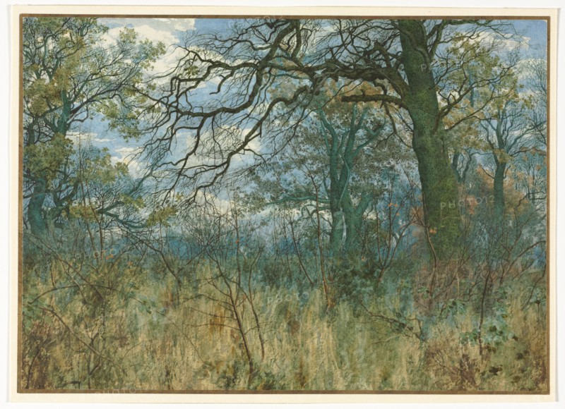 Trees and Undergrowth, 1885. Creator: Garden William Fraser (British, 1856-1921).