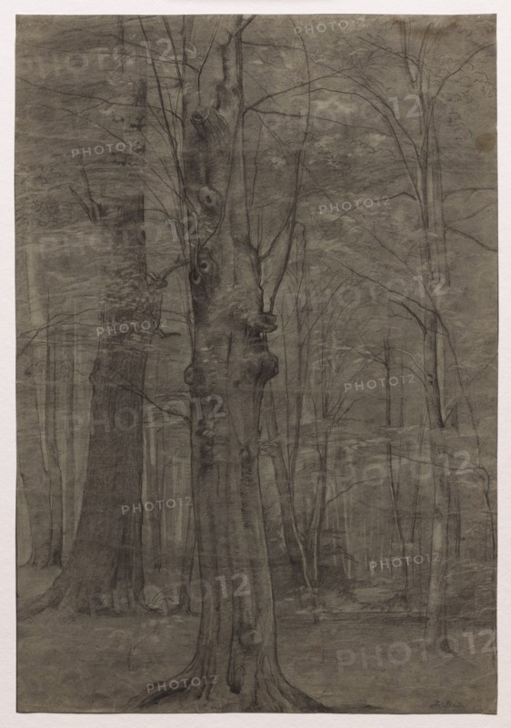 Trees. Creator: Leopold Bode (German, 1831-1906).