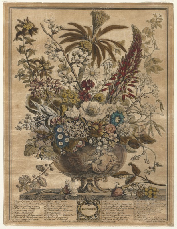 Twelve Months of Flowers: December, 1730. Creator: Henry Fletcher (British, active 1715-38).