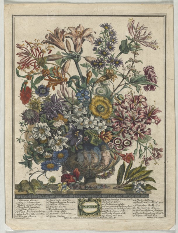 Twelve Months of Flowers: October, 1730. Creator: Henry Fletcher (British, active 1715-38).