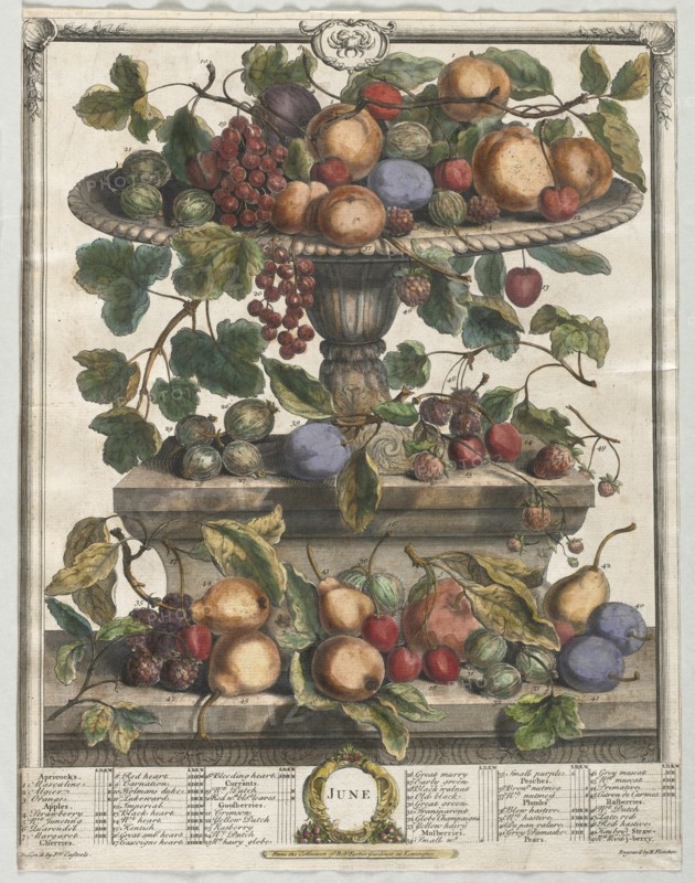 Twelve Months of Fruit: June, 1732. Creator: Henry Fletcher (British, active 1715-38).
