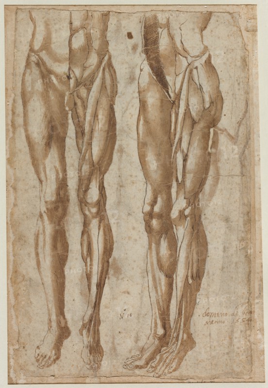 Two Studies of a Flayed Man (recto) Study of a Flayed Torso (verso), 1554. Creator: Bartolommeo da Arezzo (Italian, 1578).
