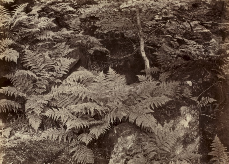 Untitled (Fern Study), late 1870s. Creator: Frank Meadow Sutcliffe (British, 1853-1941).