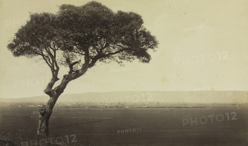 Untitled (Landscape near Watsonville, California), c. 1879. Creator: Eadweard J. Muybridge (American, 1830-1904).