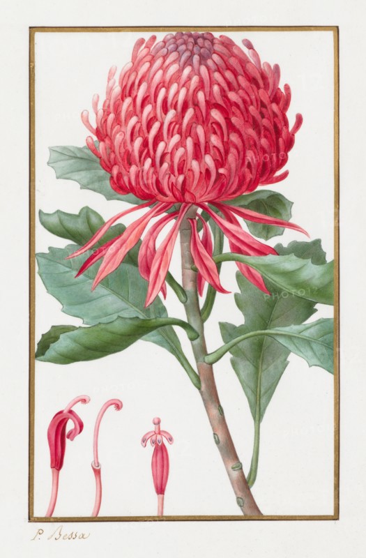 Untitled, 1828-1835. Creator: Pancrace Bessa (French, 1772-1846).