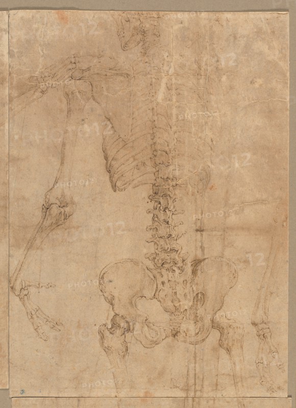 Upper Half of Skeleton from the Back, early 1540s. Creator: Battista Franco (Italian, c. 1510-1561).