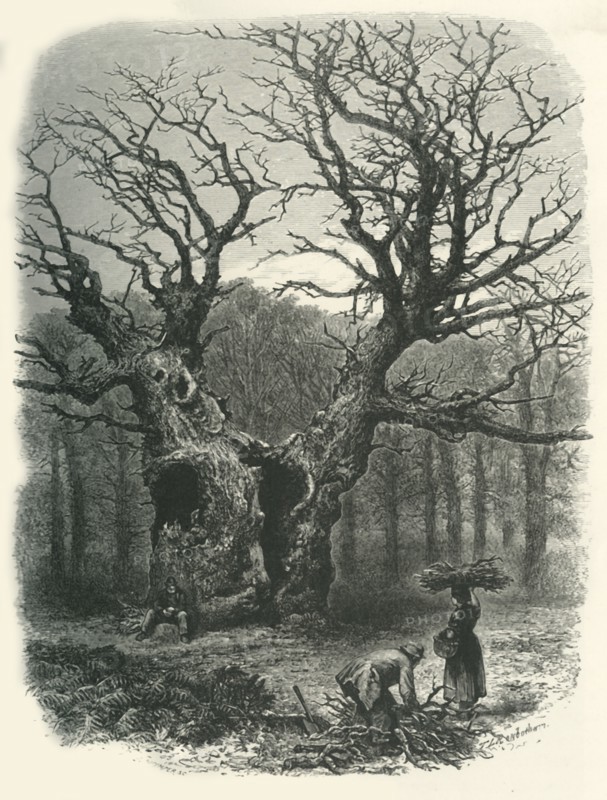 'William the Conqueror's Oak', c1870.