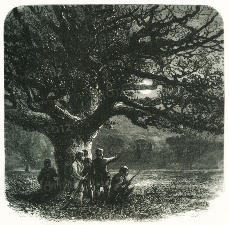 'The Watch Oak', c1870.