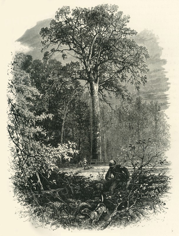 'The Victoria Oak, Windsor Forest', c1870.