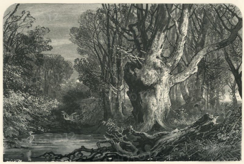 'Near Lymington, in the New Forest', c1870.