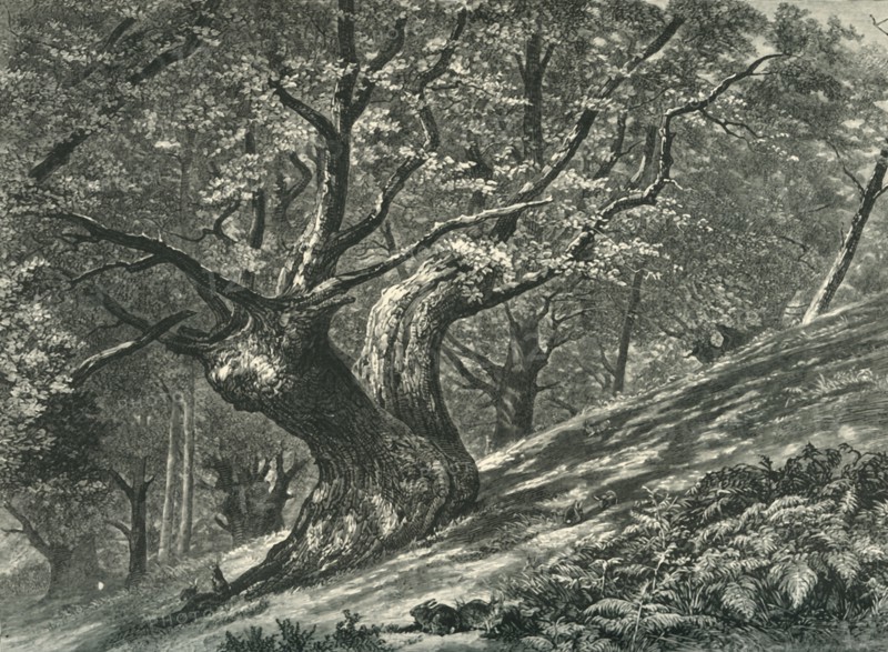'At Coney Hill, Hayes Common, Kent', c1870.