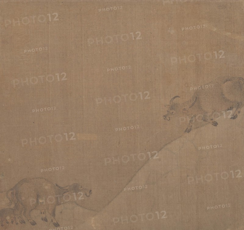 Water Buffaloes. Creator: Unknown.