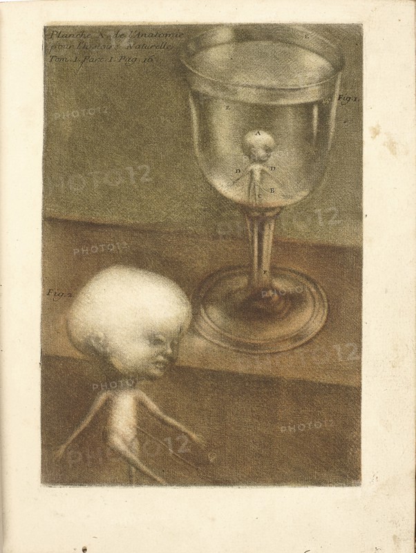 Observations sur l'histoire naturelle, sur la physique et sur la peinture, 1752. Creator: Gautier d'Agoty, Jacques Fabien (1716-1785).