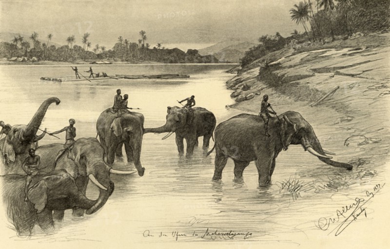 Elephants on the banks of the Mahaweli River, Ceylon, 1898.  Creator: Christian Wilhelm Allers.