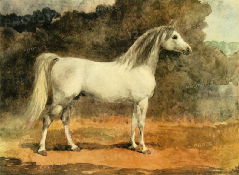 'A Famous Arabian Stallion', c1870s, (1944).  Creator: Anne Blunt.
