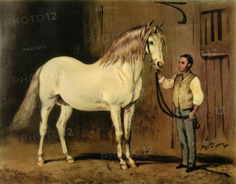 'Cream State Carriage Horse of Queen Victoria's Stud', c1875, (1944).  Creator: Unknown.