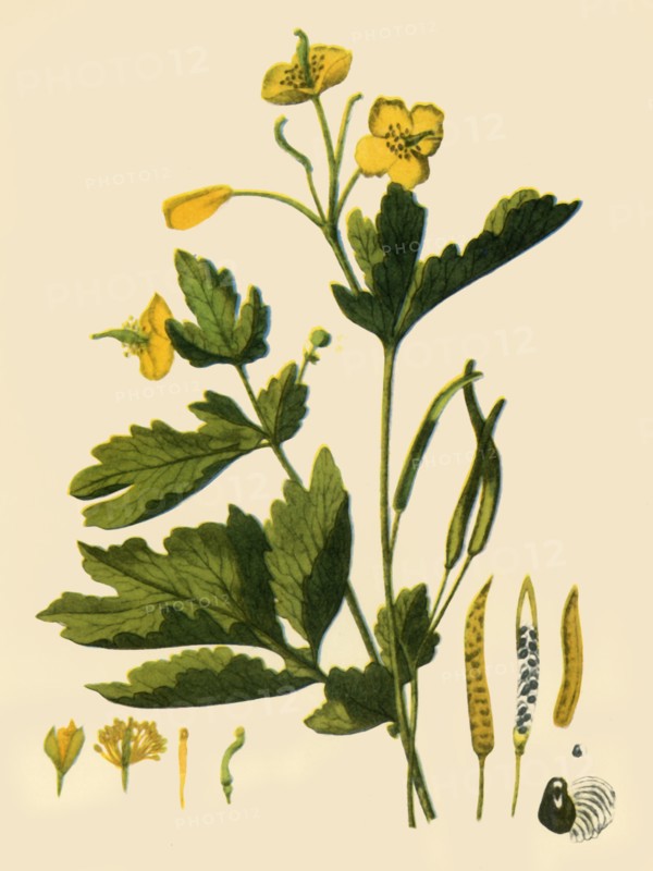 'Greater Celandine', 1839, (1944). Creator: Unknown.