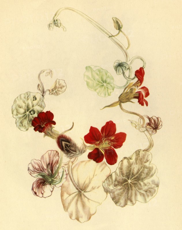 'Nasturtium', c1930s? (1946). Creator: Vere Temple.