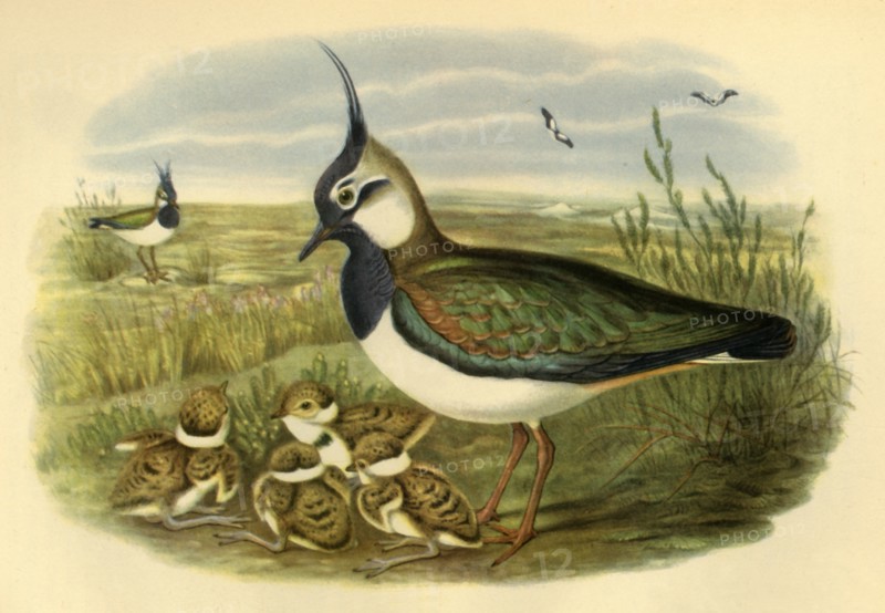 'Lapwing and Young', 1865, (1942). Creator: John Gould.