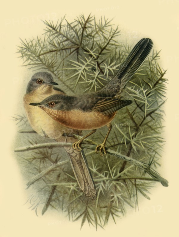 'Dartford Warblers', 1887, (1942). Creator: Johannes Keulemans.