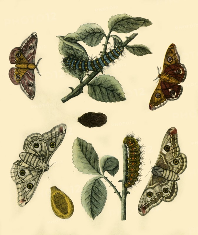 'Emperor Moth', 1749, (1943).  Creator: H Terasson.