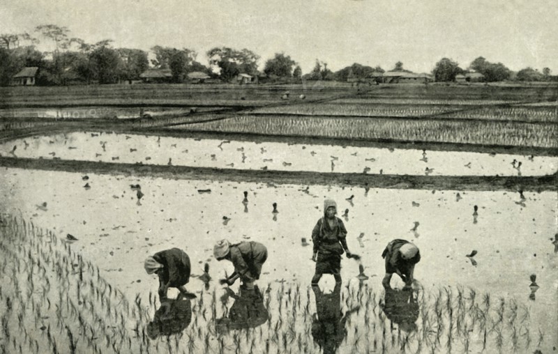 'Rice Fields', 1891. Creator: Unknown.