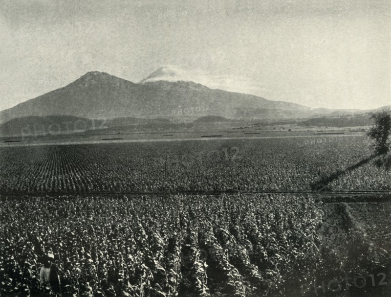 'The Land of the Aztec Conquest: Maize Fields Near Esperanza, State of Puebla', 1919. Creator: Unknown.