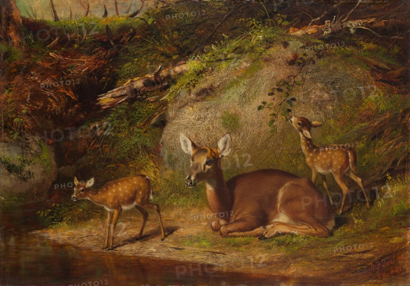 Doe and Two Fawns, 1882. Creator: Arthur Fitzwilliam Tait.