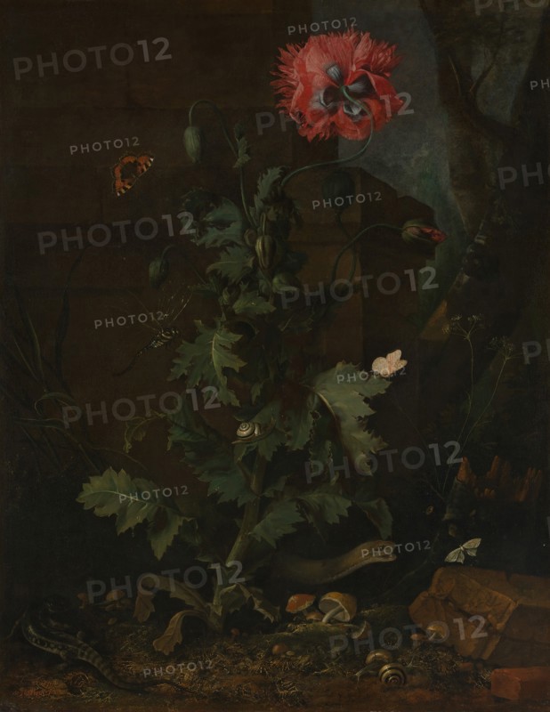 Still Life with Poppy, Insects, and Reptiles, ca. 1670. Creator: Otto Marseus van Schrieck.