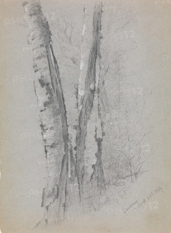 Study of Birch Trunks (Scribners'), 1869. Creator: Jervis McEntee.