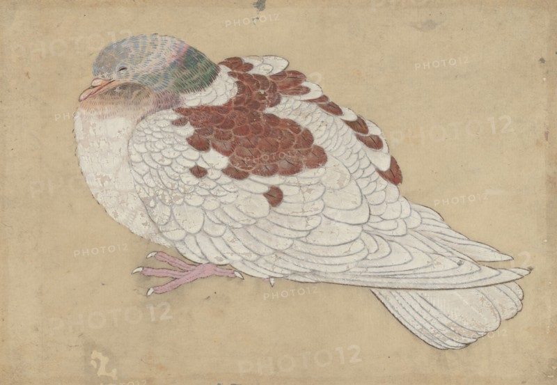Bird, 18th century. Creator: Unknown.