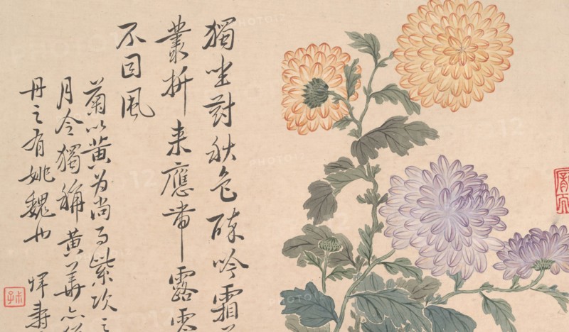 Chrysanthemums. Creator: Unknown.