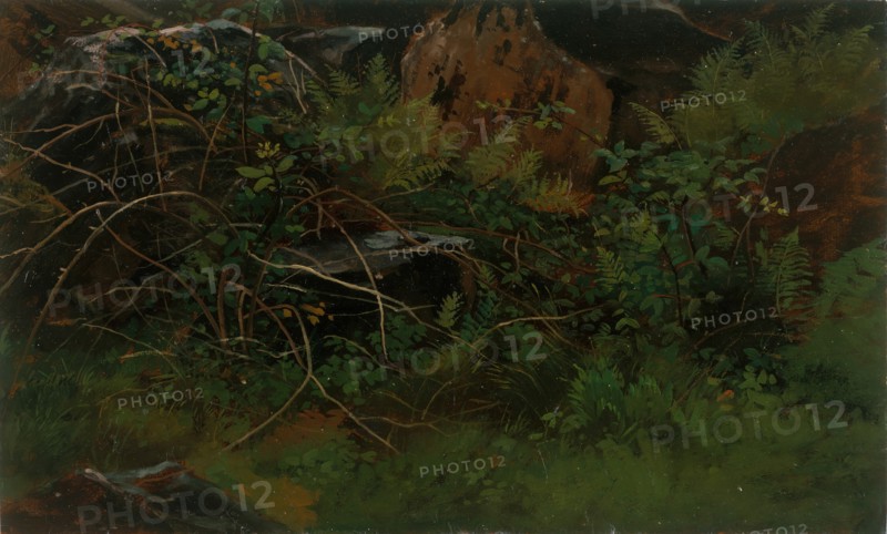 Study from Nature. Creator: William Stanley Haseltine.