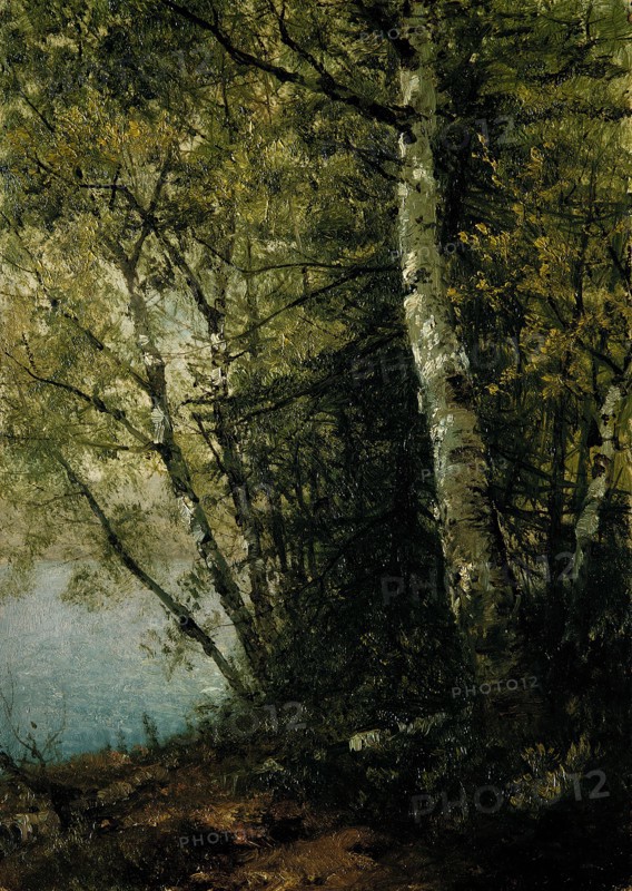 Study of Beeches, 1872. Creator: John Frederick Kensett.